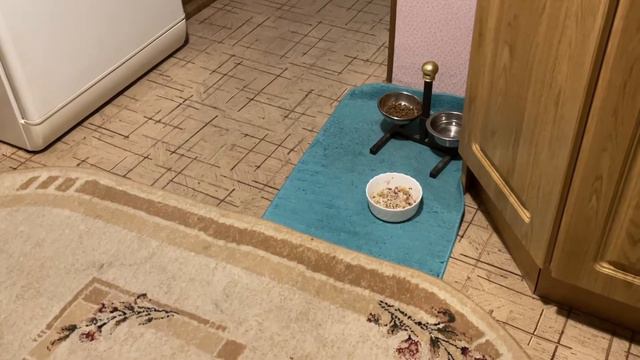 НОВЫЙ ЗИМНИЙ КОСТЮМ АВОКАДО 🥑 СТРЕССАНУЛА ОТ ПЕРЧИКА 🙀 смотреть онлайн