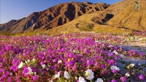 Все пустыни искусственные ? (Пули Снегопада)