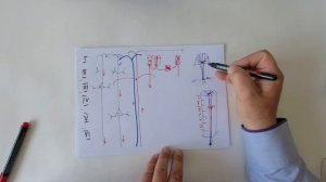 Головной мозг. Кора больших полушарий