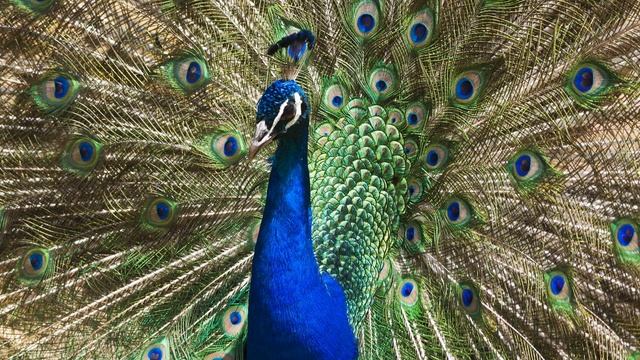 Картинка птица. Павлин, хвост, узоры. 画像、鳥、孔雀、尾、パターン. Şəkil, quşlar, tavuskuşu, quyruqları. смотреть онлайн