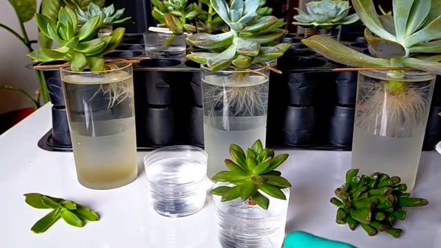 Fast and Easy Succulent Water Propagation | Grow Succulents fast with this method смотреть онлайн