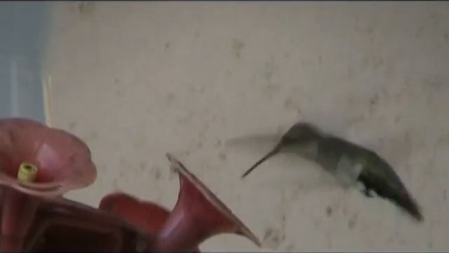 Hallelujah- Ukulele cover смотреть онлайн