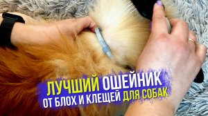 Ошейник от клещей для собак Форесто. Опыт владельца собаки породы шпиц