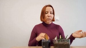 У замиокулькаса ПОЖЕЛТЕЛ лист при укоренении и УСОХ. ЧТО ДЕЛАТЬ?