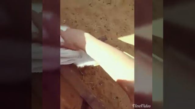 МИНИ-ЗООПАРК♥ Vlog^^ смотреть онлайн