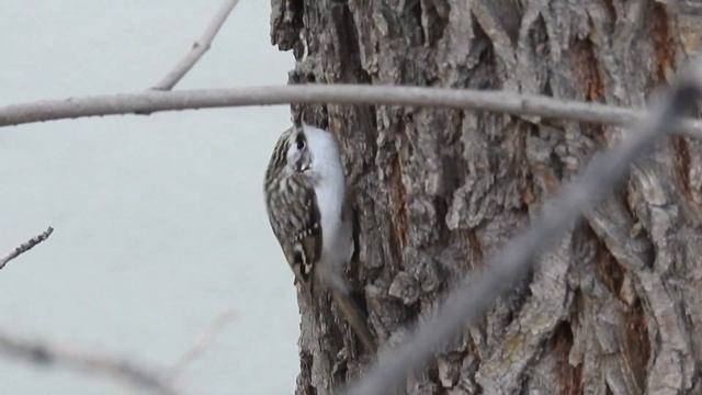 Обыкновенная пищуха смотреть онлайн