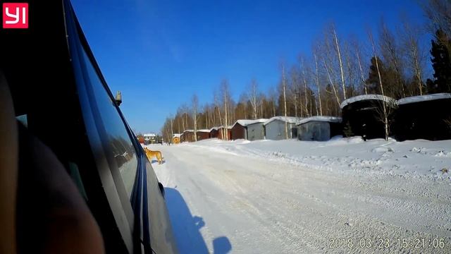 УЛЬТРАЗВУКОВОЙ ОТПУГИВАТЕЛЬ СОБАК, ИСПЫТАНИЯ... смотреть онлайн