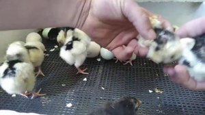 КАК ОПРЕДЕЛИТЬ ПОЛ ЦЫПЛЁНКА? ПЕТУХ ИЛИ КУРОЧКА. ЦЫПЛЯТА ПУШКИНСКИХ КУР. #КАКОПРЕДЕЛИТЬПОЛЦЫПЛЁНКА?