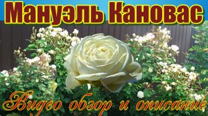 Роза Мануэль Кановас (Шраб) - Manuel Canovas (Massad Франция, 1995)