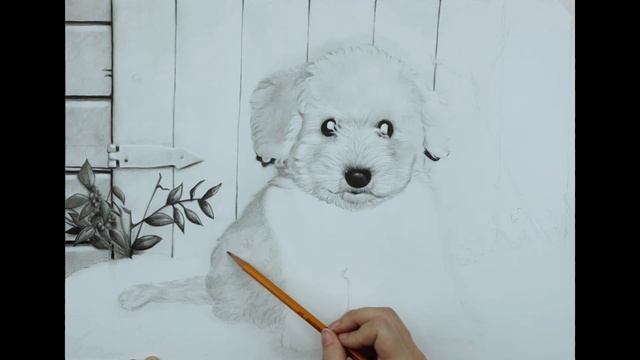 How To Draw REALISTIC WHITE FUR - Bichon Frise Puppy Graphite Drawing