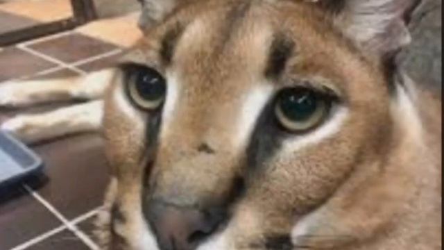 у шлёпы больше нет стула и телефона смотреть онлайн