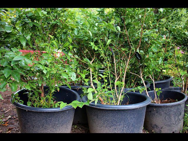 Голубика крупномеры смотреть онлайн