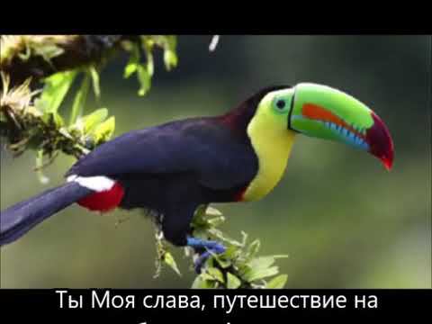 Ты Моя слава, путешествие на небесную Амазонку