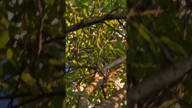 Дятел на дереве кушает смотреть онлайн