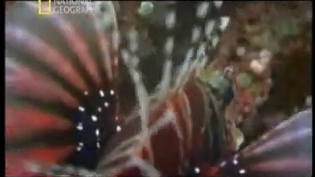 Опасные крылатки смотреть онлайн