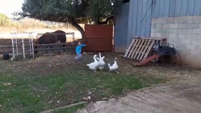 Маленькая пастушка,не легко пасти гусей! смотреть онлайн