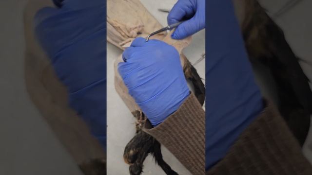 Anatomy & Physiology- cat dissection hip/thigh. смотреть онлайн