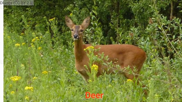 Часть 4: слово 4: косуля! смотреть онлайн