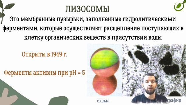 Л.13 | ЦИТОПЛАЗМА И ОДНОМЕМБРАННЫЕ ОРГАНОИДЫ КЛЕТКИ | ОБЩАЯ БИОЛОГИЯ ЕГЭ смотреть онлайн