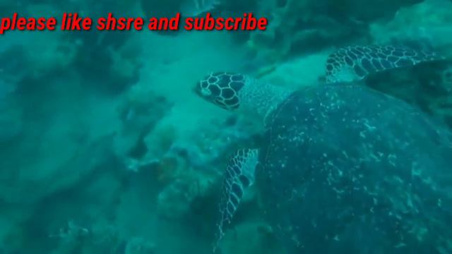Amazing and Relaxing Underwater video(No Copyright video) смотреть онлайн