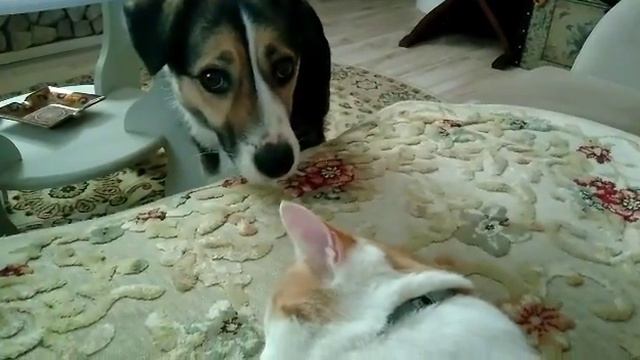 История приемыша. 2 часть. Матильда.