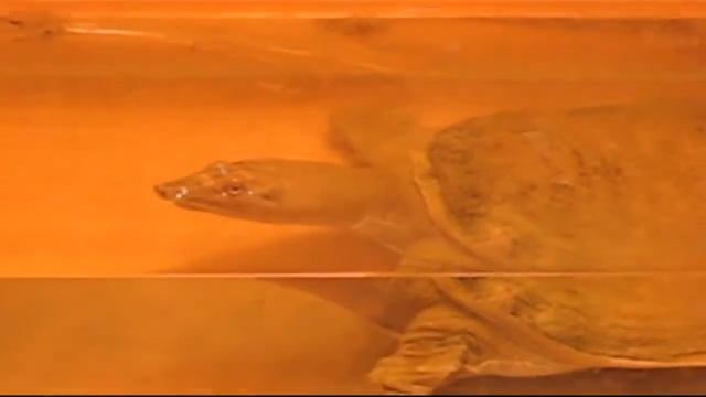 наземная и морская черепахи смотреть онлайн