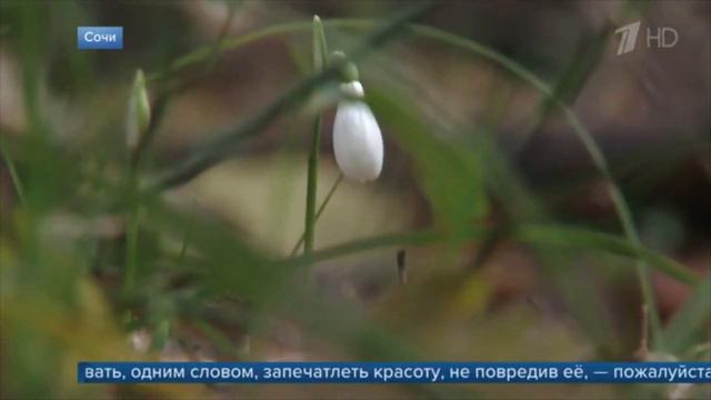 Январское цветение подснежников (2021)