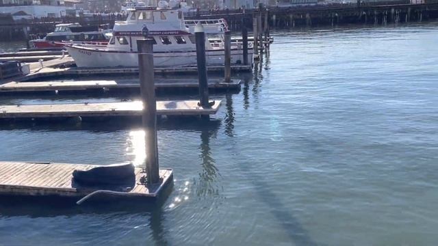 Перезалив. Прогулка по набережной Сан Франциско. San Francisco. Pier 39.