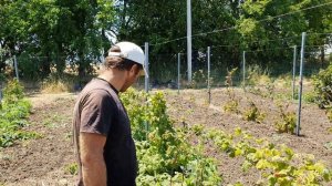 Ежемалина  Бойсенберри.Самый честный обзор.  Вкусная ягода для дома и для дачи!