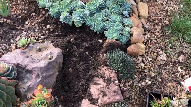 LOCKDOWN SUCCULENT VLOG Part 2 10/7/2020 S is for Succulents смотреть онлайн