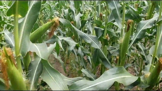 Обзор кукурузы. Как идет опыление ДМС Гроно.