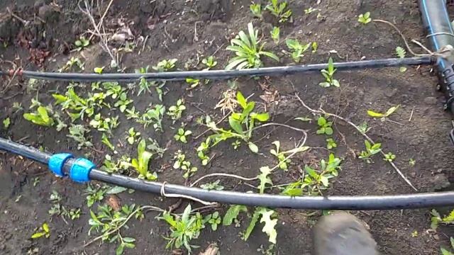 Капельный полив виноградника 1500 м. 20 мая 2020. смотреть онлайн