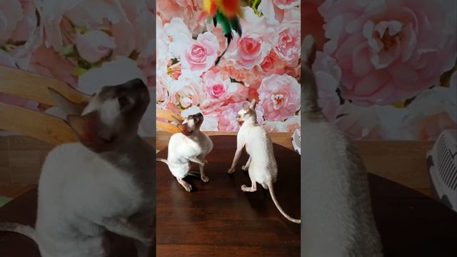 Смешные кошки играют. смотреть онлайн