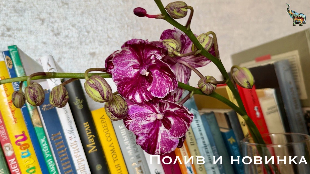 Полив орхидей и новинка в коллекции 😉 #уходзаорхидеями #фаленопсис #phal #орхидеябиглипшоколад смотреть онлайн