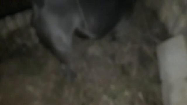 American Bully Moscow Kennel Club