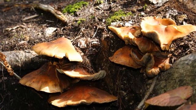 Sony A200 - Mont-Tremblant Sept 2010 HD смотреть онлайн