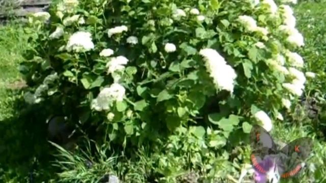 Чайная роза и гортензия