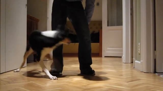 Короткошерстный колли - описание гладкошерстной шотландской овчарки смотреть онлайн