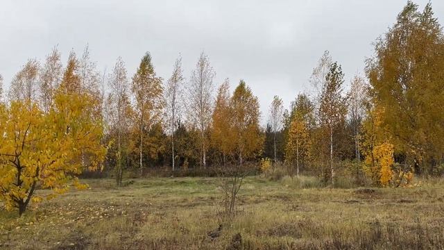 Чистая Деревня. Купили новую машину! Проблемы с документами на участок. Наступила осень! смотреть онлайн