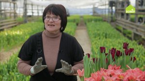 Выгонка гиацинтов: как получить длинный цветонос и красивое соцветие