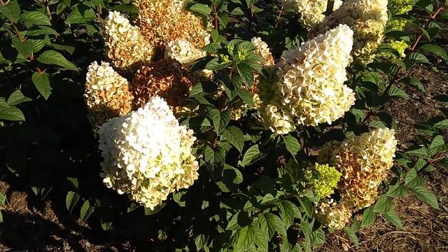 25августа2019 Карликовые Метельчатые Гортензии ✌️? смотреть онлайн