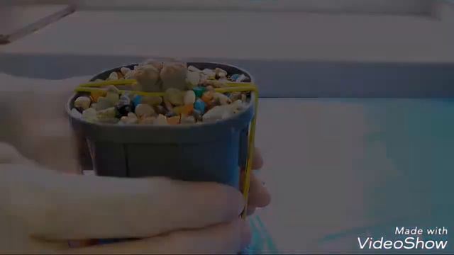 посадка lithops в гравий смотреть онлайн