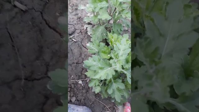 Хризантемы ? смотреть онлайн