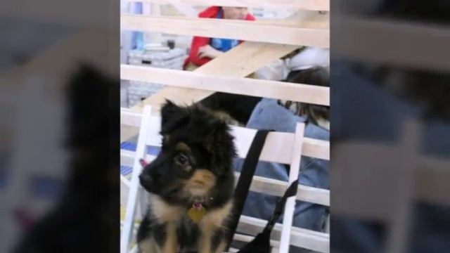 Животных из приютов Юна - Фест смотреть онлайн