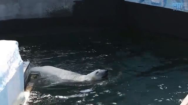 Жара в зоопарке смотреть онлайн