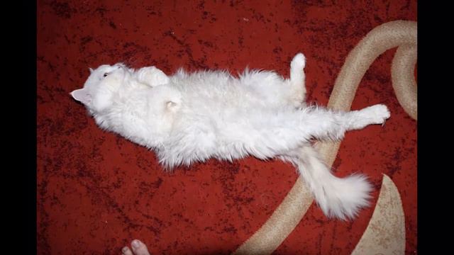 Вместе   на Новый  2019 год