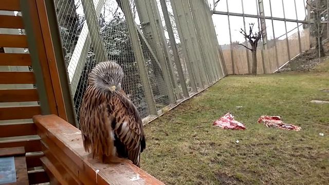 tajik in prag zoo.mp4 смотреть онлайн