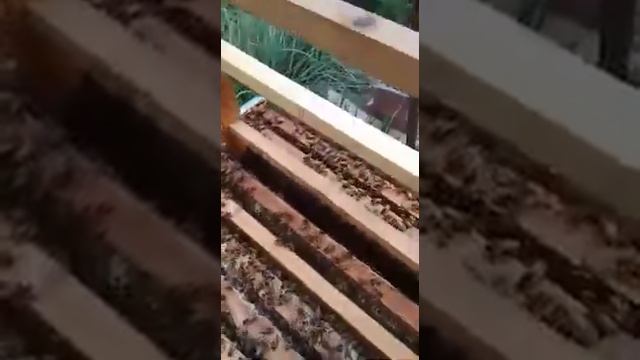 Вывод маток . Подстановка привитых личинок в стартер. смотреть онлайн