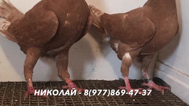 Продаются Русские ленточные голуби (желтые и жарые) смотреть онлайн