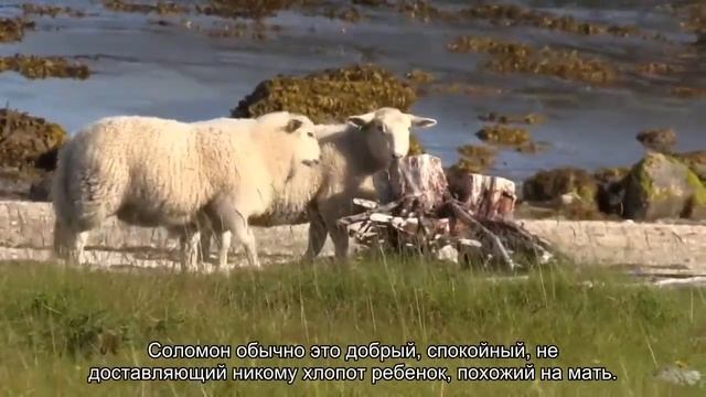 Значение имени Соломон. Толкование, судьба, характер смотреть онлайн